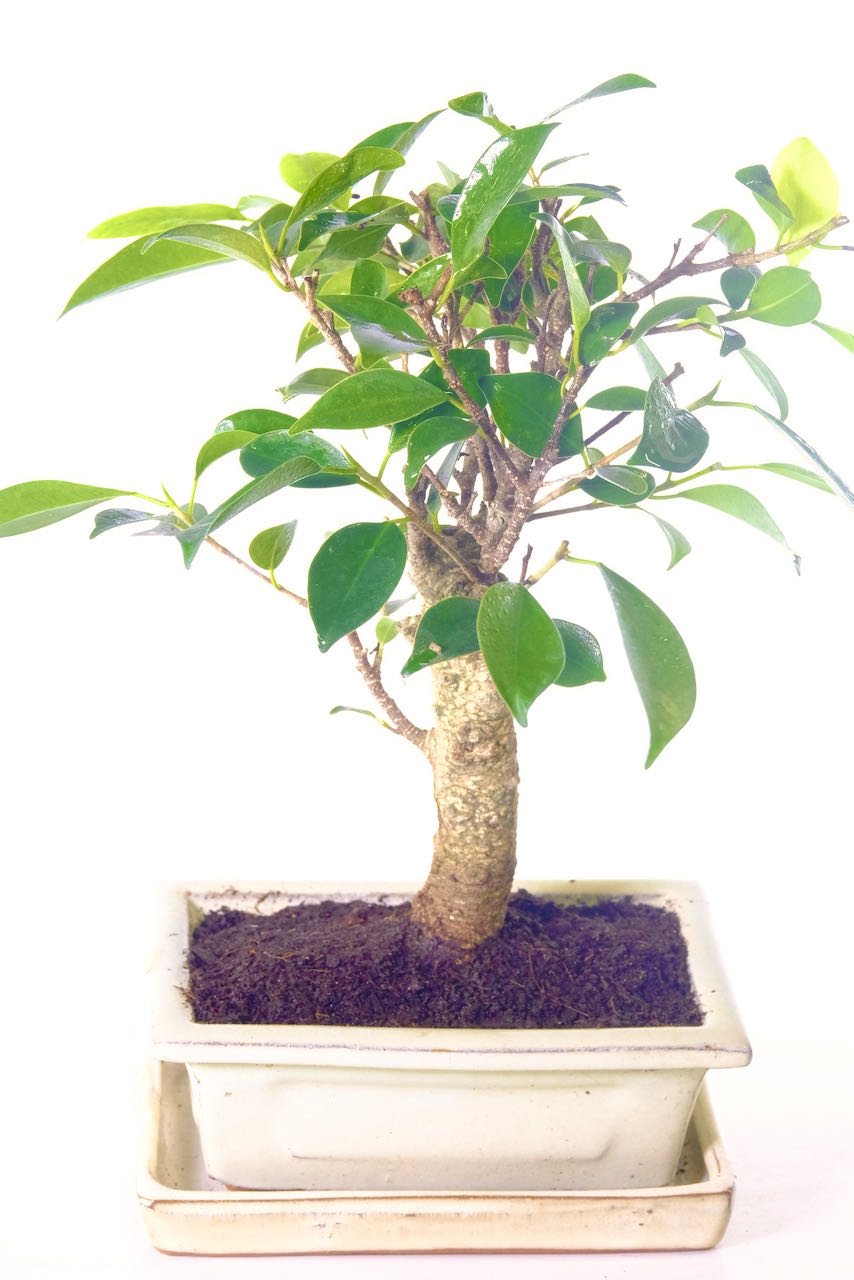 Wonderful with Silver Striations an Easy Care Ficus Retusa with Silvery Striations - 8 Year Old