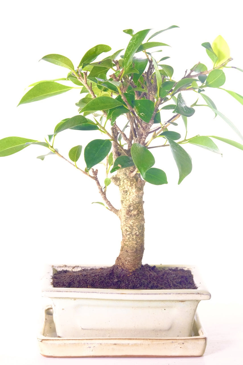 50% OFF! Delightful Easy Care Ficus Retusa with Silvery Striations - 8 Year Old