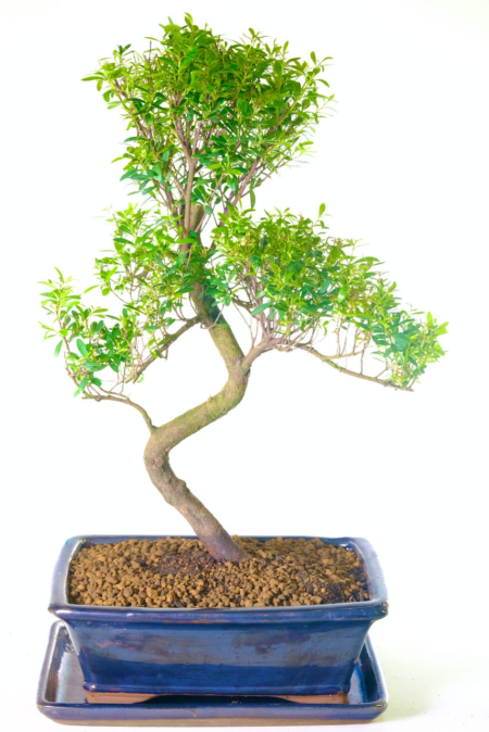 Beautifully Shaped Flowering & Fruiting Myrtle Bonsai with Summer Blooms