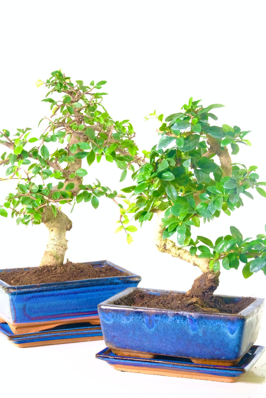 Bonsai Sale | Bonsai Pack -Chinese Elm & Fukien Tea Tree
