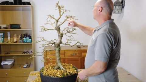 Very large English maple bonsai tree