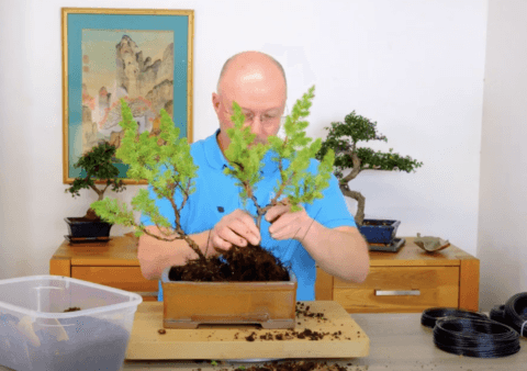 Potting this Christmas bonsai tree gift
