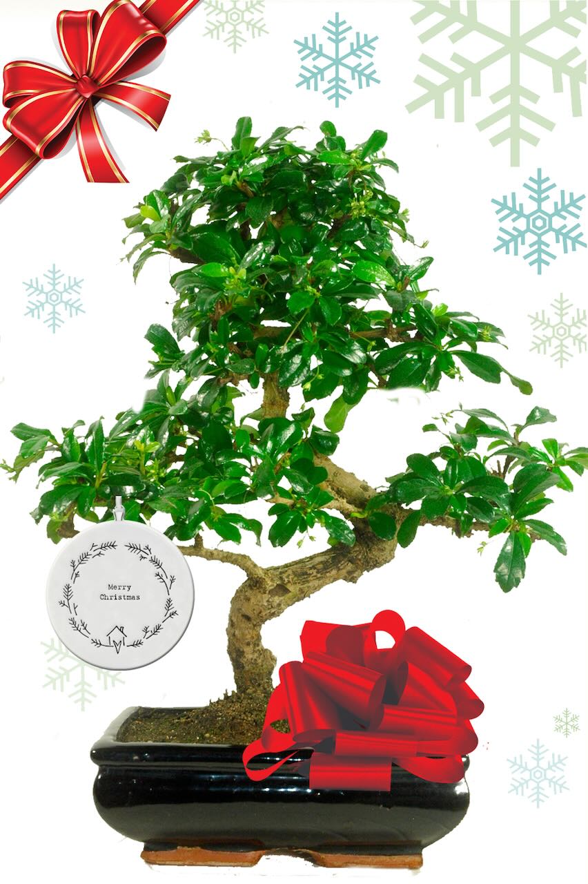 Medium sized floral Christmas bonsai plant with beautiful merry Christmas tag