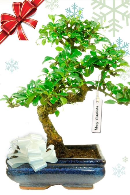 mid sized Christmas bonsai plant | Perfect Christmas present with white summer flowers