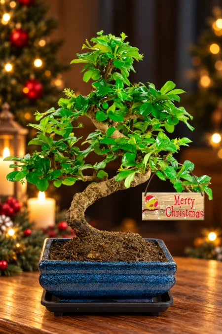 Stunning flowering twisty Fukien Tea bonsai tree Christmas present
