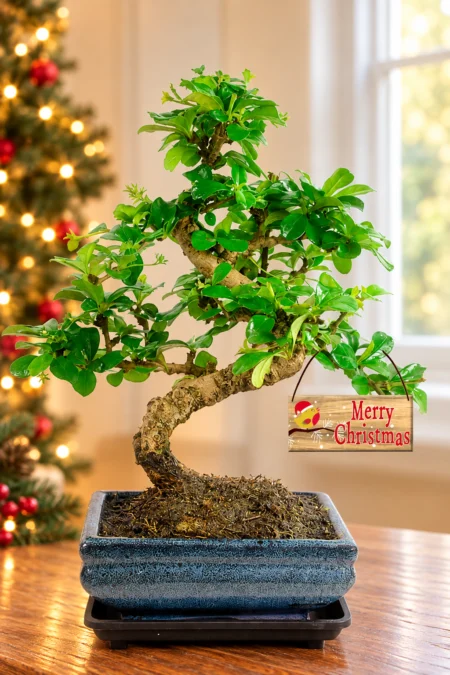 Christmas Favourite | Carmona Bonsai with S-Shaped trunk & Christmas tag