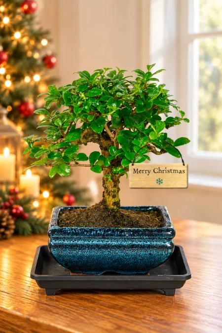 Complete Festive Bonsai Gift Set with free delivery available