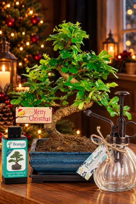 Flowering Fukien Tea Tree (Carmona microphylla) Christmas Bonsai Gift – One of the Best Christmas Gifts for Nature Lovers
