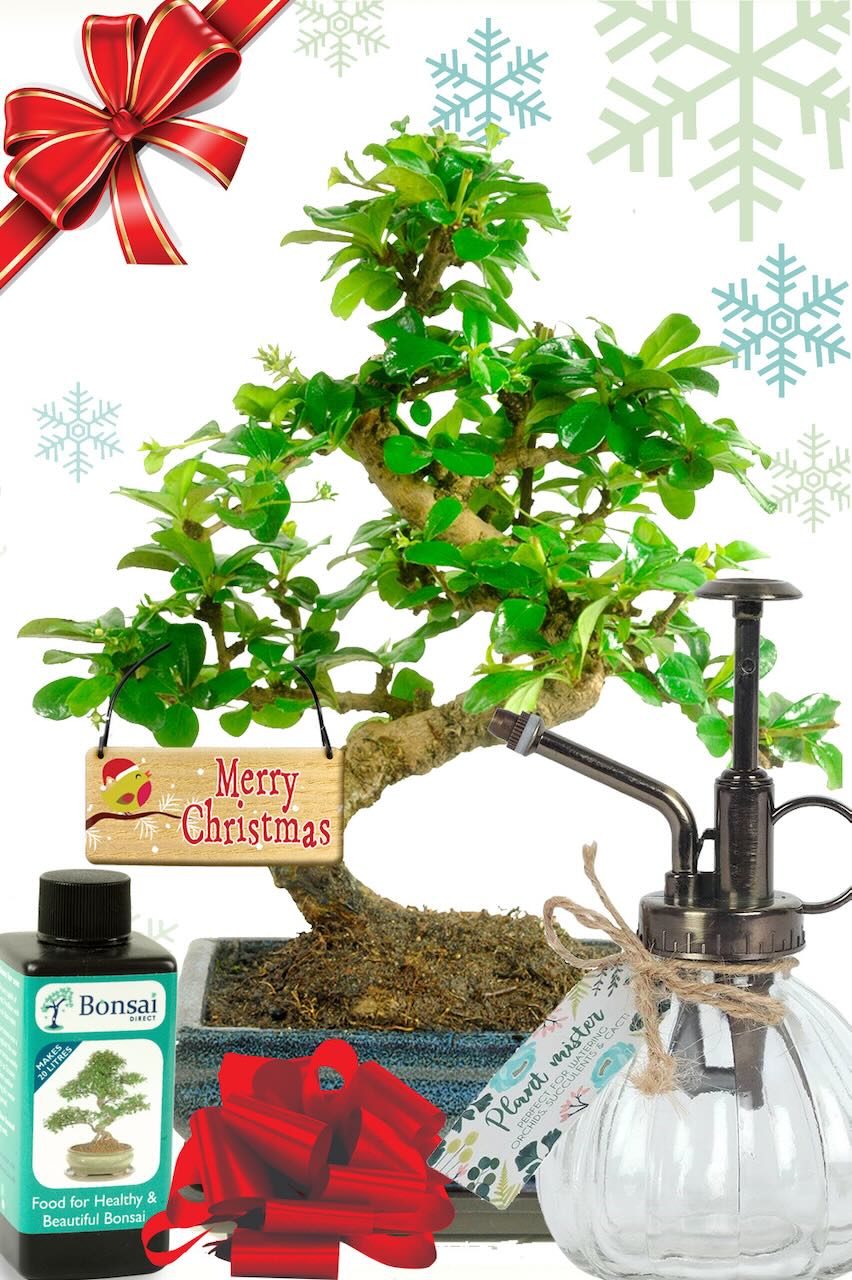 Pretty flowering Christmas bonsai stereo kit with bonsai mister