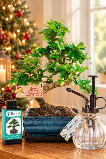 Flowering twisty S-Shaped indoor bonsai Christmas present | Eco-friendly & sustainable