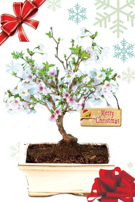 Flowering Cherry Blossom deciduous outdoor bonsai - Lovely Christmas gift for sale UK