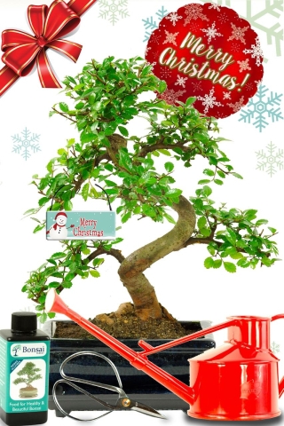 Pretty 10 year Chinese elm beginners Bonsai tree kit | The perfect Christmas gift