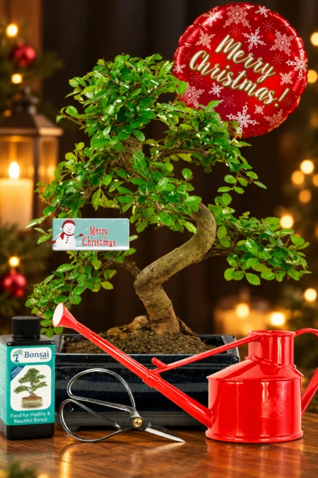 Chinese Elm (Ulmus parvifolia) Christmas Bonsai Kit – The Perfect Beginners’ Christmas Plant Gift