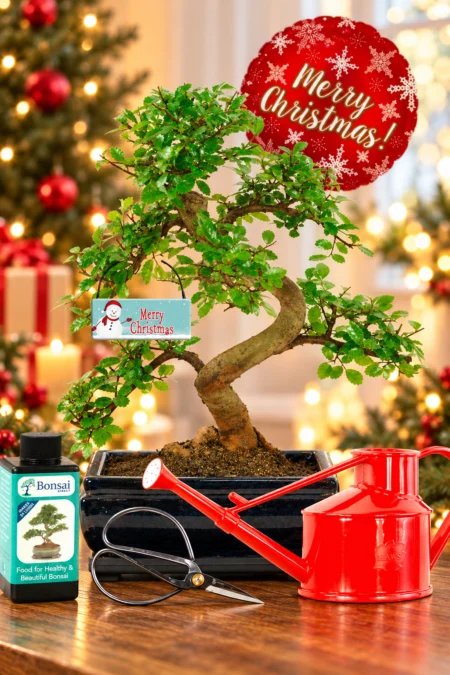 Easy care Bonsai tree starter kit Christmas gift idea