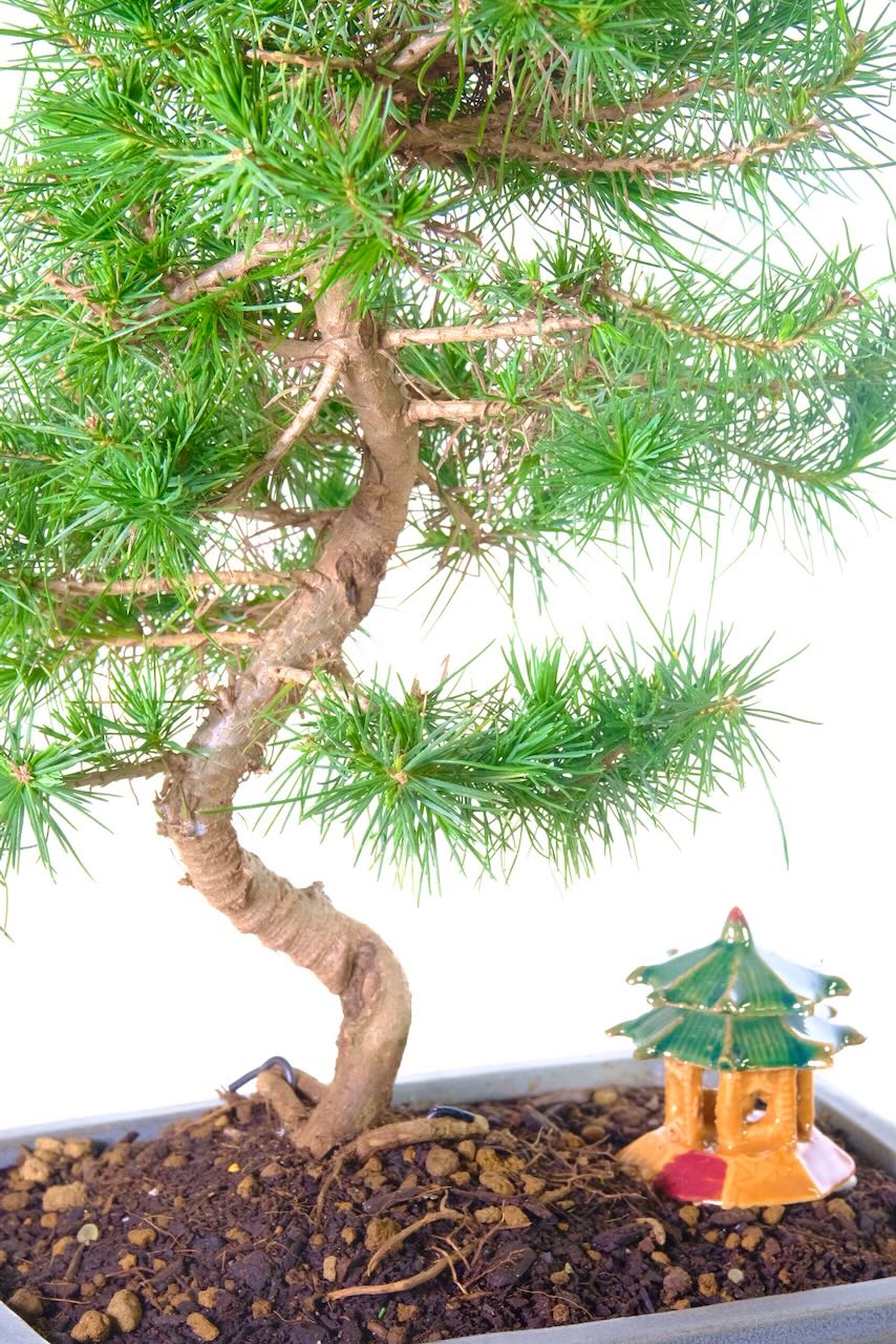 A close up of the trunk of this pine bonsai tree & the temple