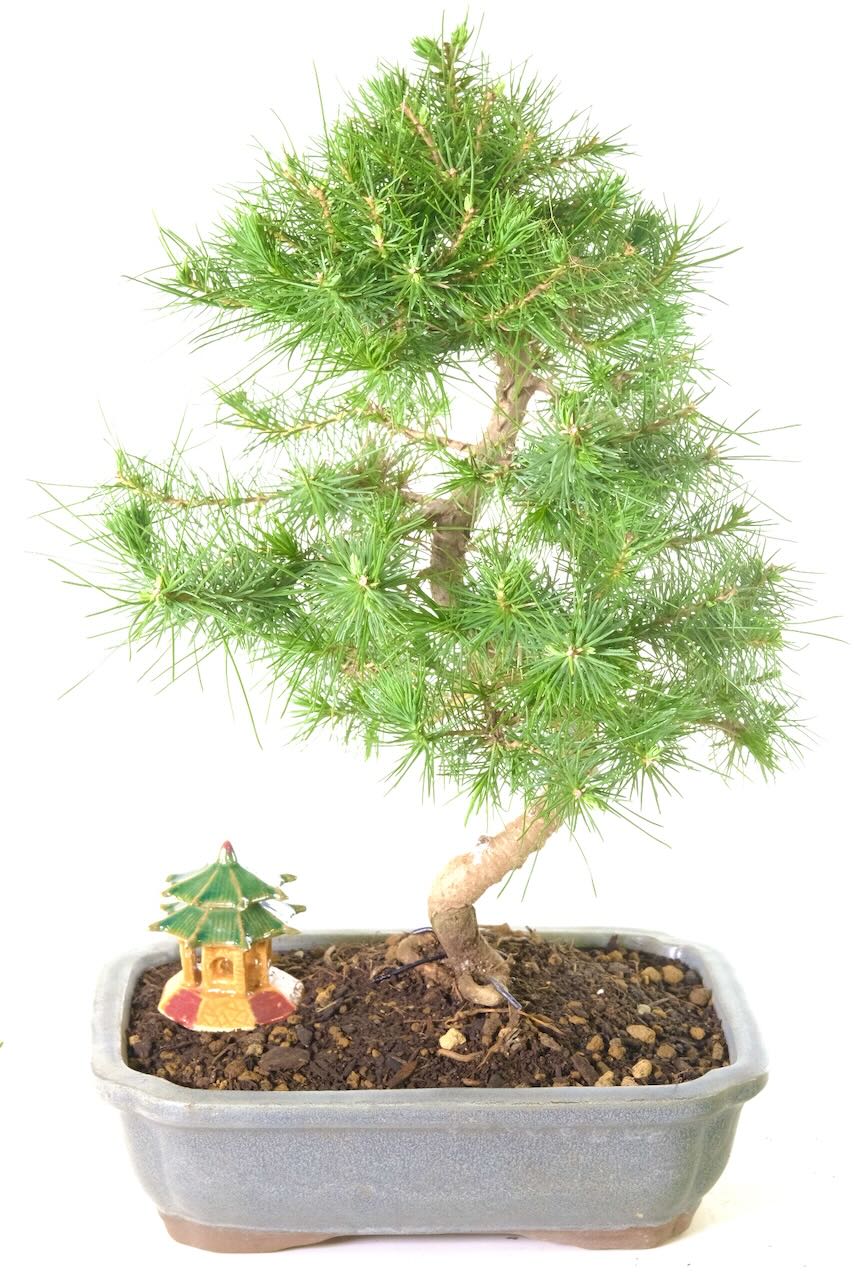 A Stunning Evergreen Aleppo Pine Bonsai - A Hardy Outdoor Species