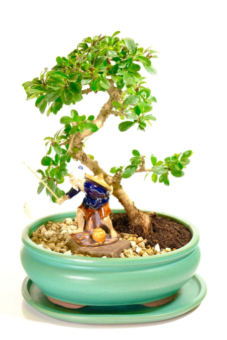 Traditional Riverside Fisherman Fukien Tea Bonsai – Premium 14-Year Tree