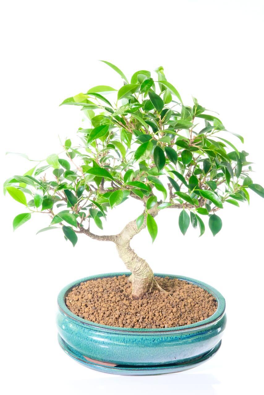 Ficus Bonsai Tree - 18-Year-Old Timeless Beauty with feature Shari