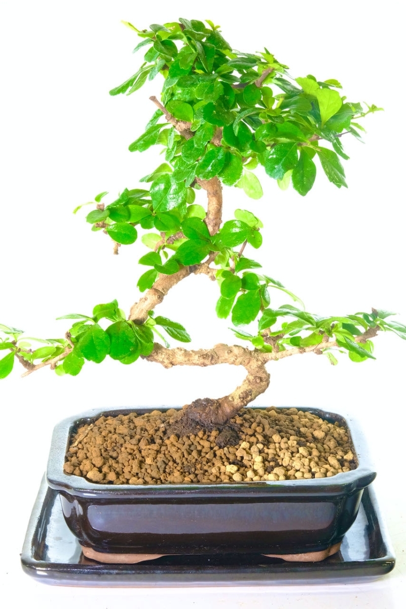 Carmona Indoor Bonsai Tree – A Unique Fukien Tea Flowering Bonsai