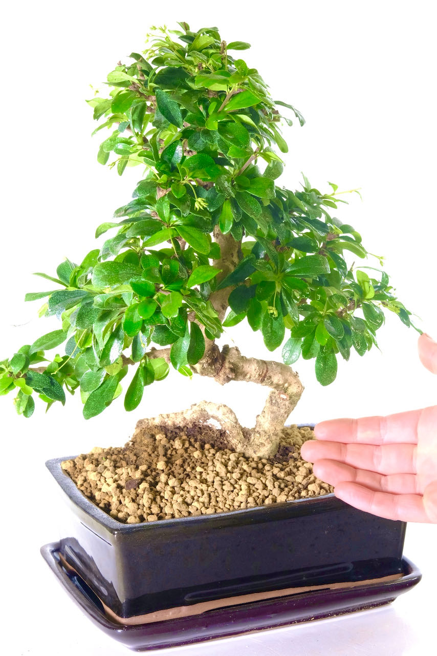 A large bonsai tree in contemporary black pot | FREE fast delivery available