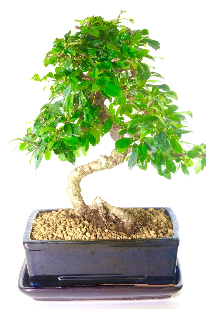 Fukien tea | Bonsai Specimen with extremely artistic design for sale