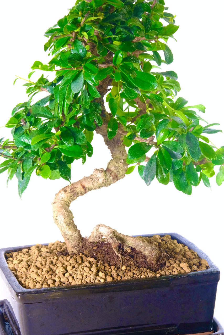 Neatly Formed Larger Flowering Tea Tree Bonsai for Indoors with White Summer Flowers