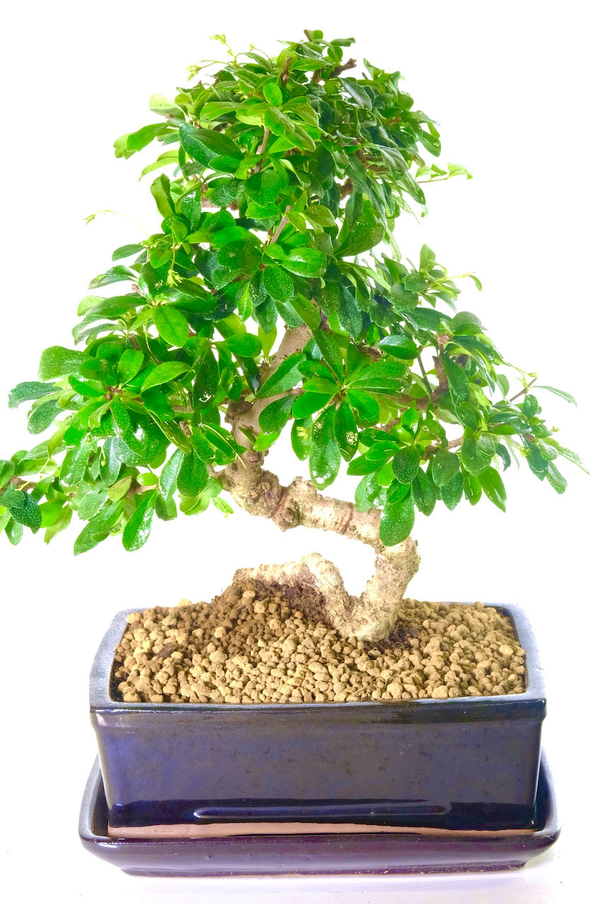 Larger Fukien Tea Flowering Indoor Bonsai with Neat Compact Habit