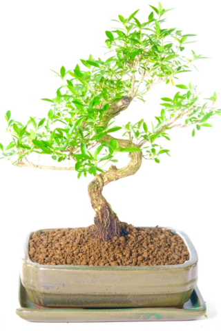 14 Year-Old Serissa foetida Bonsai: Exquisite, Unique, and Characterful | FLOWERING BONSAI