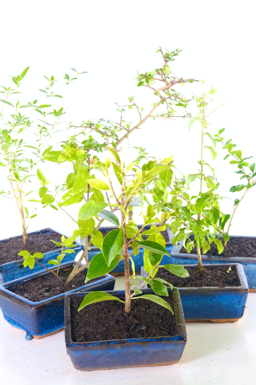 bonsai from seed RP Seeds: Bonsai Tree Seed Collection 1 main image 0