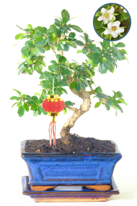 Flowering Fukien Tea Tree Chinese New Year bonsai tree for sale UK