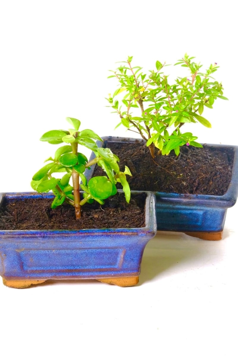 indoor bonsai tree seedlings in ceramic pots