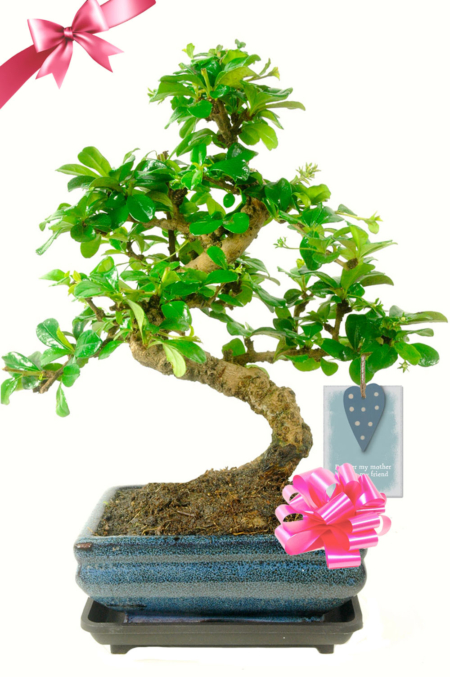 Forever My Mother, Always My Friend: A Thoughtful Mother’s Day Gift