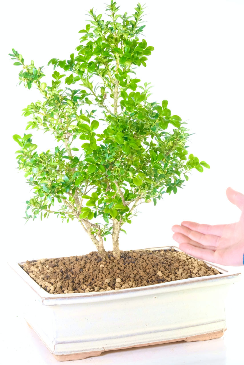 Evergreen box plant bonsai tree in cream pot