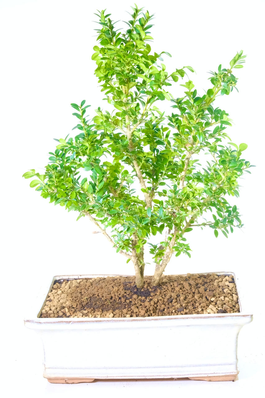 Multi-Stemmed Buxus bonsai tree for sale - Special offer