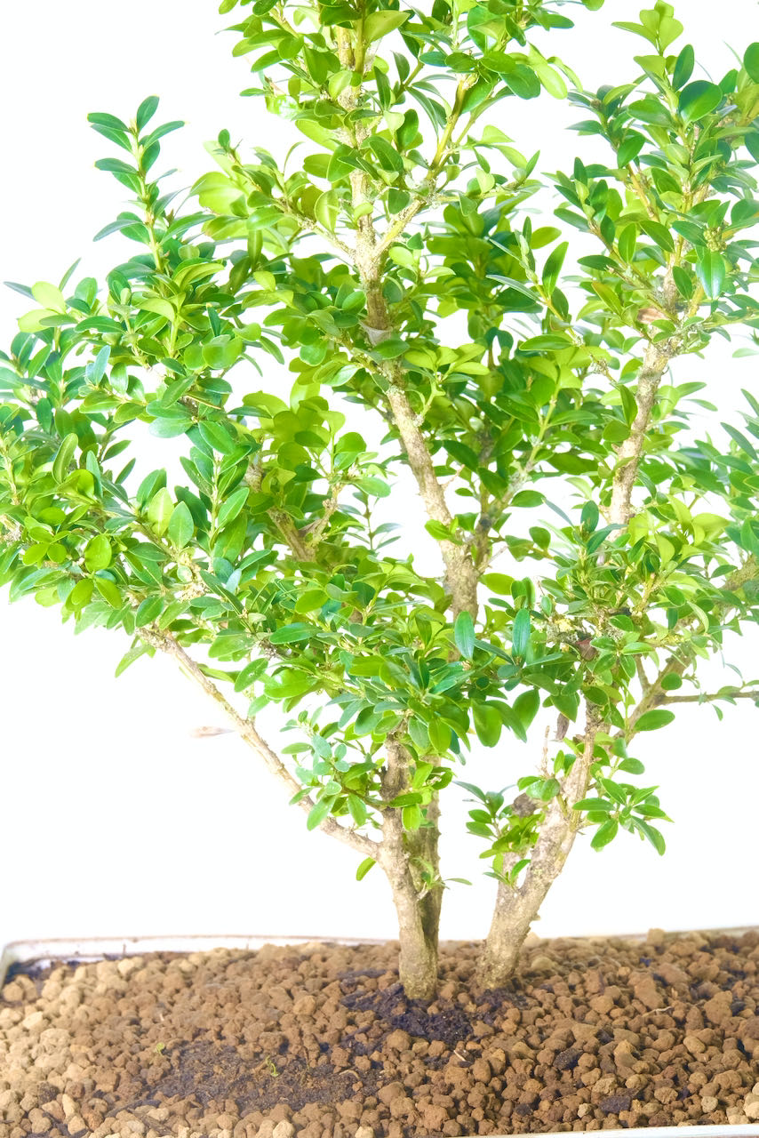Large & Impressive Boxwood Bonsai tree in new cream ceramic pot.