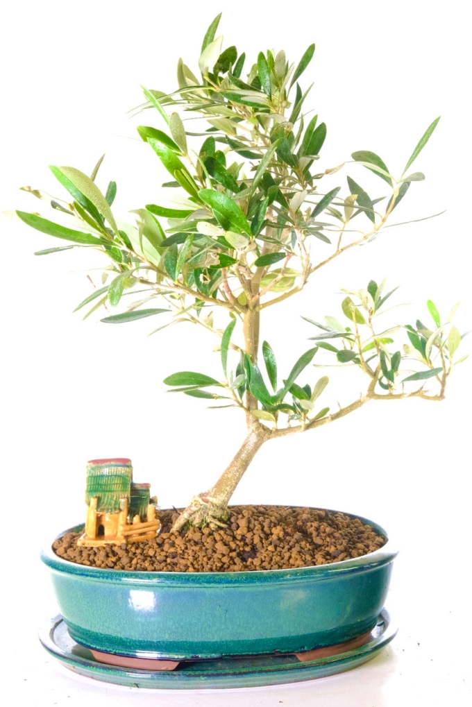 Incredible Olive Bonsai Tree - Silvery Green Leaves & Olive Fruits