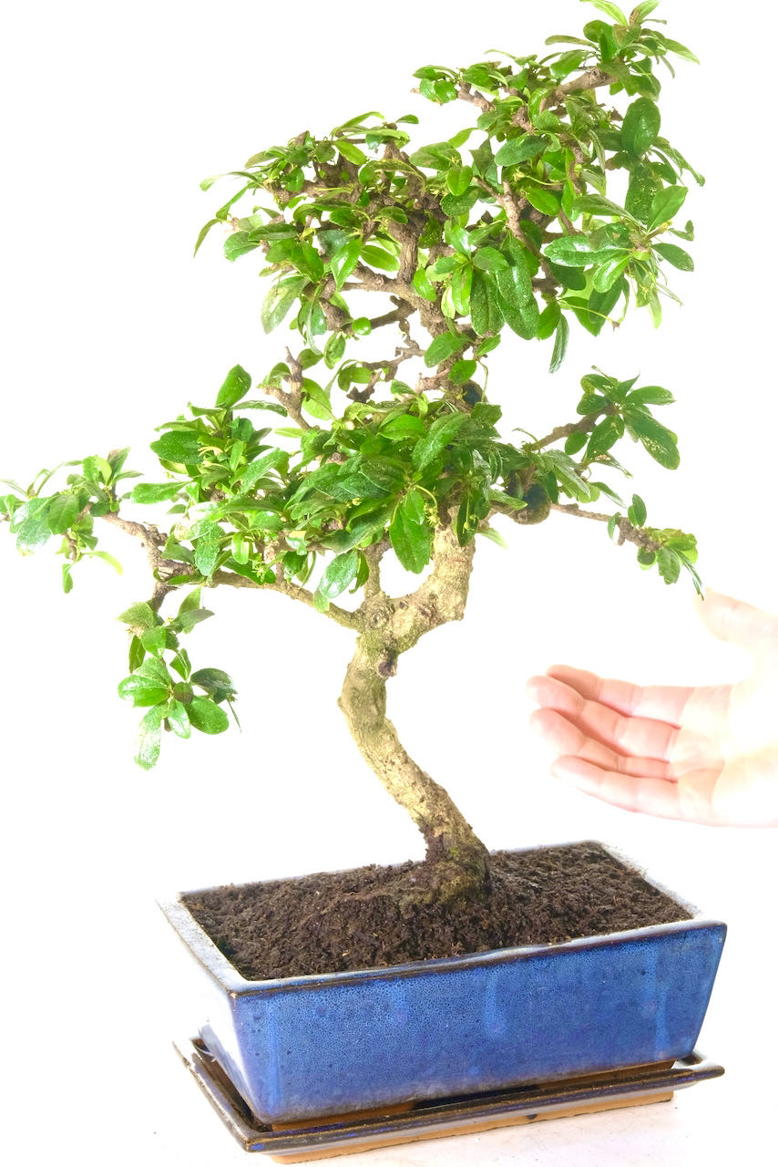 OUTSTANDING OFFER on this large indoor bonsai tree.
