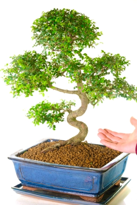 Ulmus pavifolia or Zelkova specimen 27 year old indoor bonsai for beginners