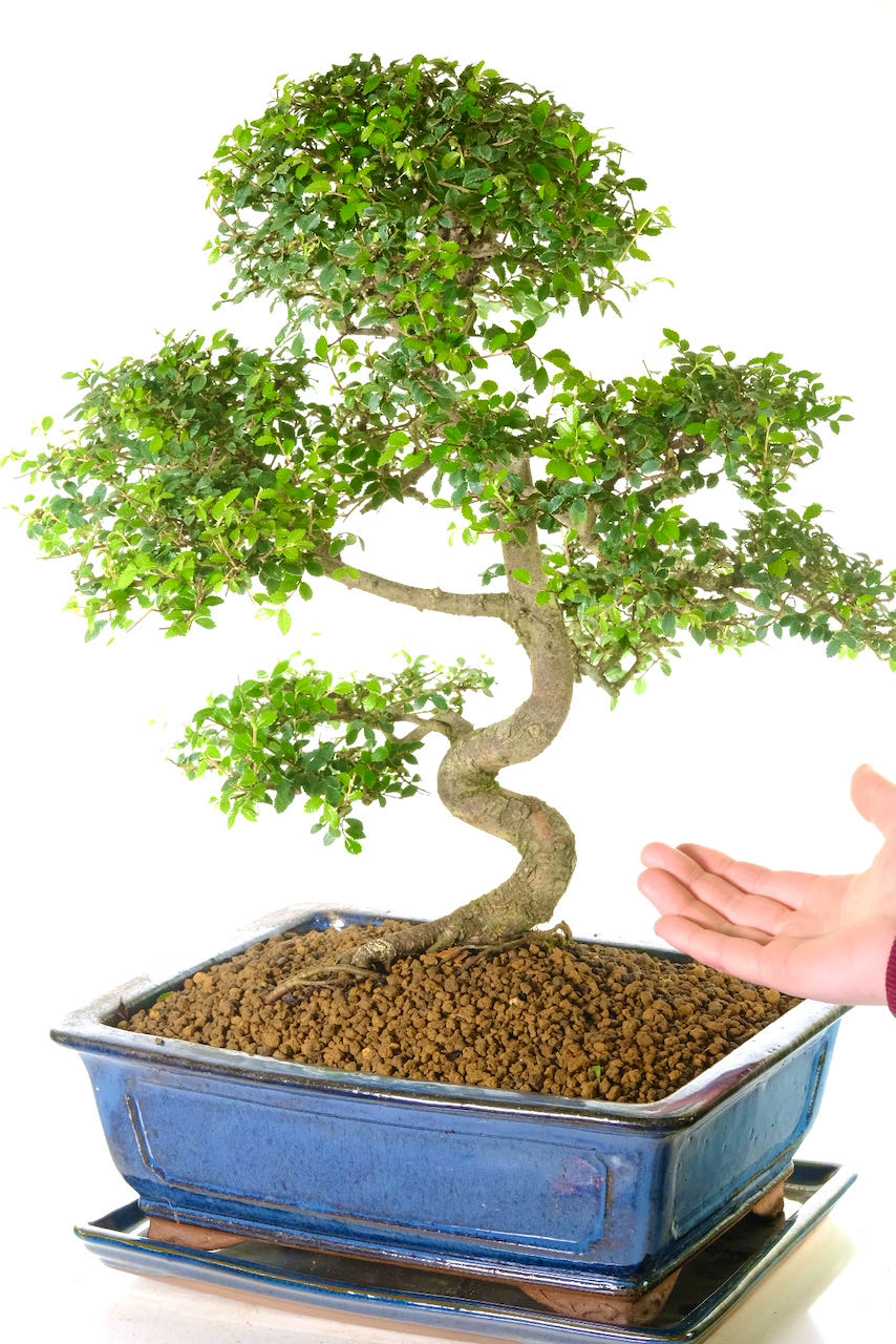 Ulmus pavifolia or Zelkova specimen 27 year old indoor bonsai for beginners