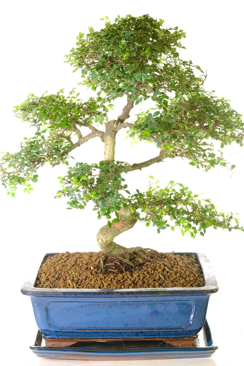 Flaky aged bark. Strong twisty s-shaped trunk flow