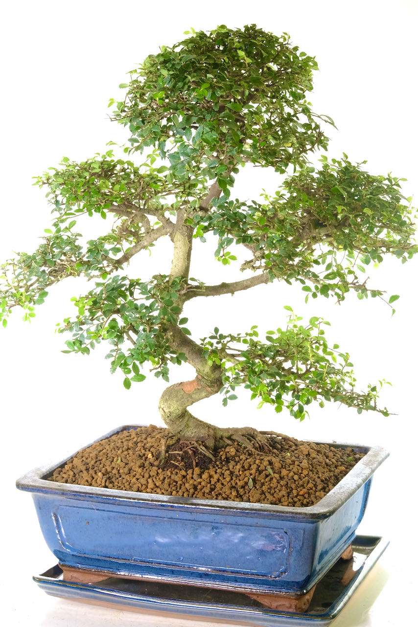 Sensational proportions with highly refined proportions