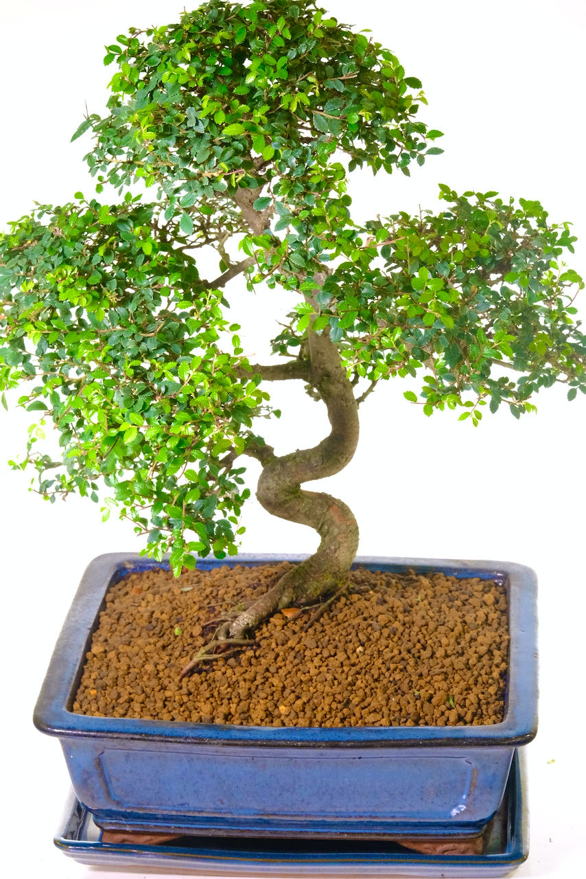 Extra-Large Chinese Elm Bonsai: A Beautiful Natural Bonsai with Clean Lines & powerful trunk. Impressive Artwork