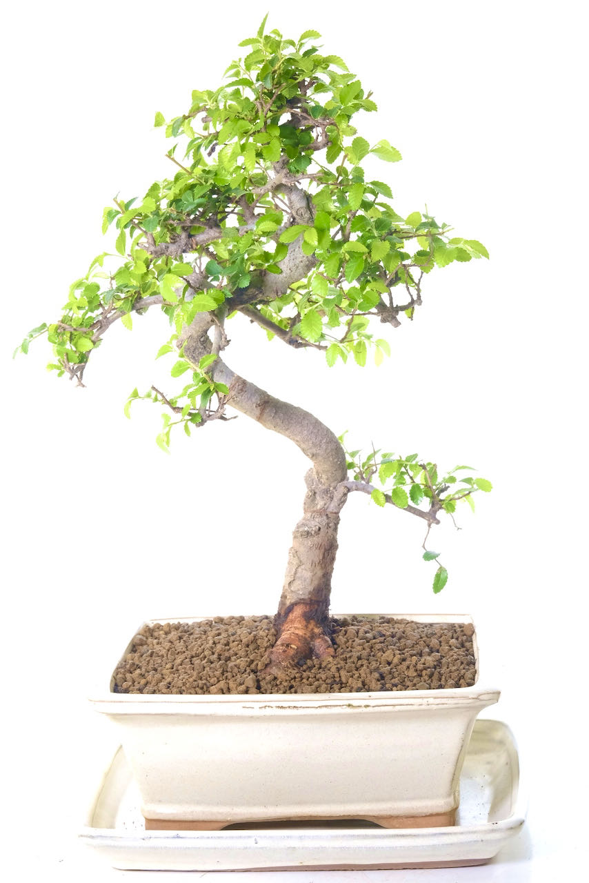 FREE UK delivery available Monday - Friday with Weekend Delivery Charged at £8.99