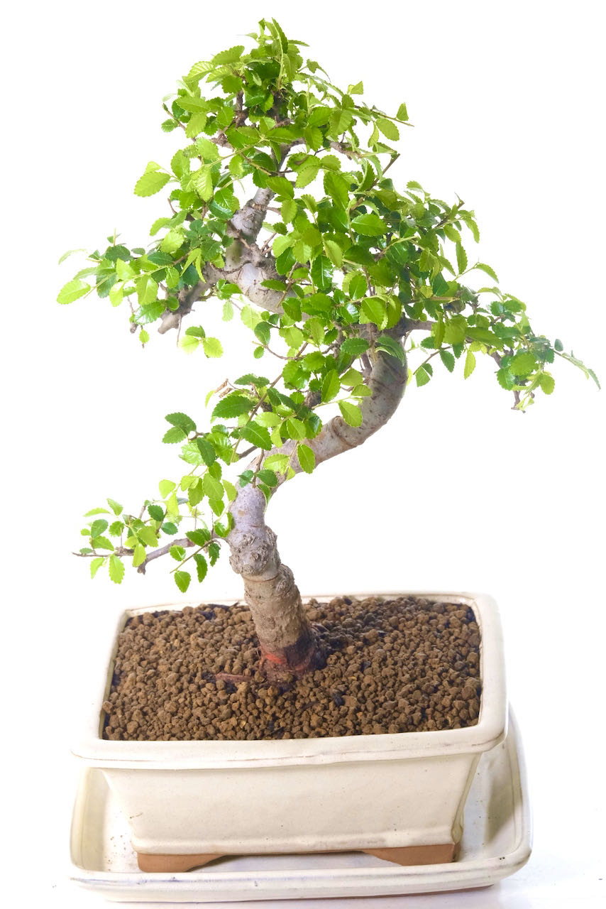 Fantastic foliage canopy with powerful trunk