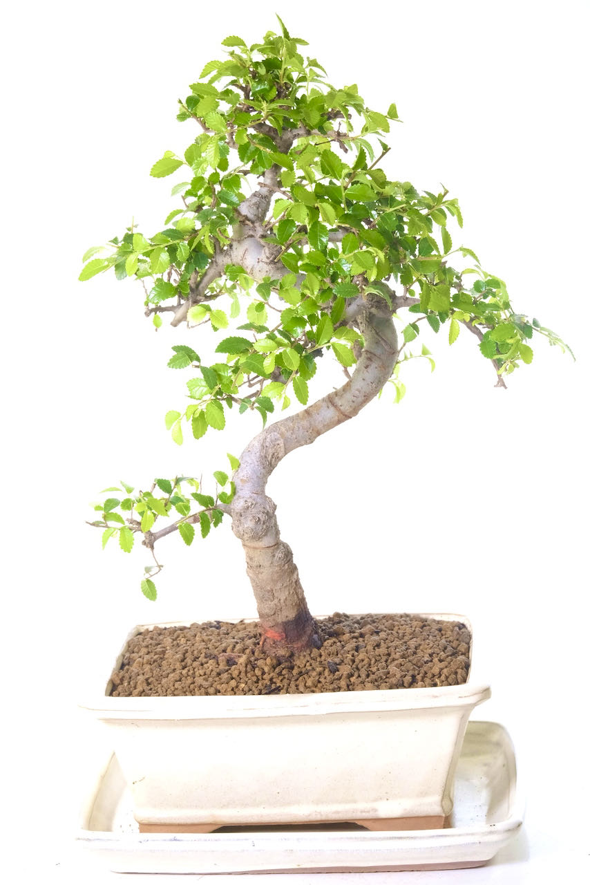 Serpentine shaped Chinese Elm bonsai tree for sale UK