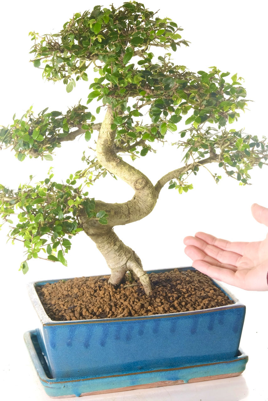 Supreme big indoor bonsai in teal pot for sale