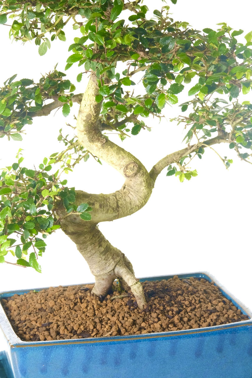 Take a closer look at the powerful tests in the trunk of this bonsai tree