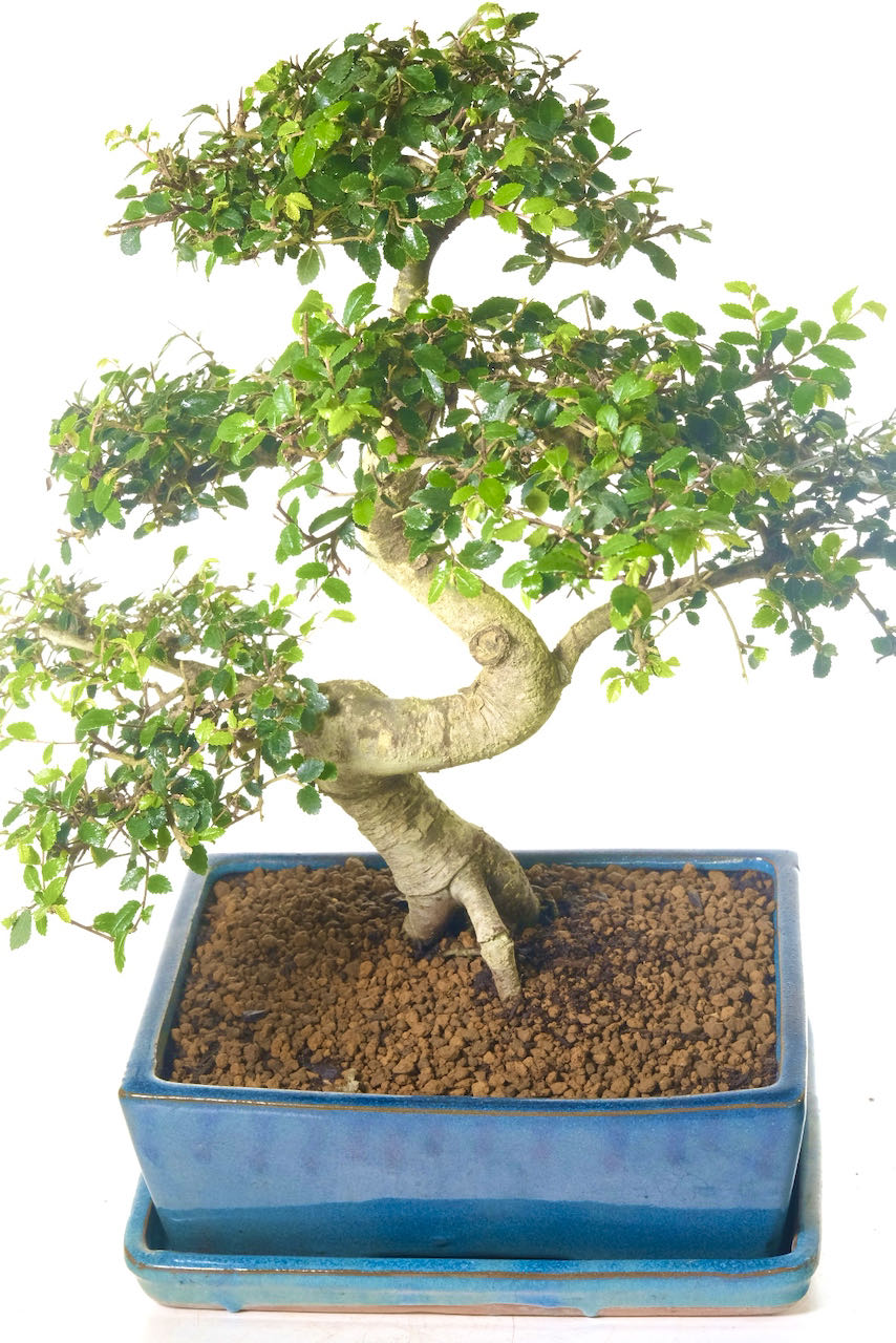 Phenomenal Indoor Bonsai Tree - Chinese Elm Bonsai Elegance