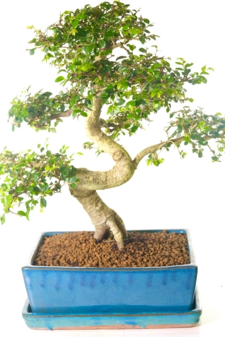 23 year old Mature Indoor Chinese Elm Bonsai Tree | Robust and Powerful Trunk