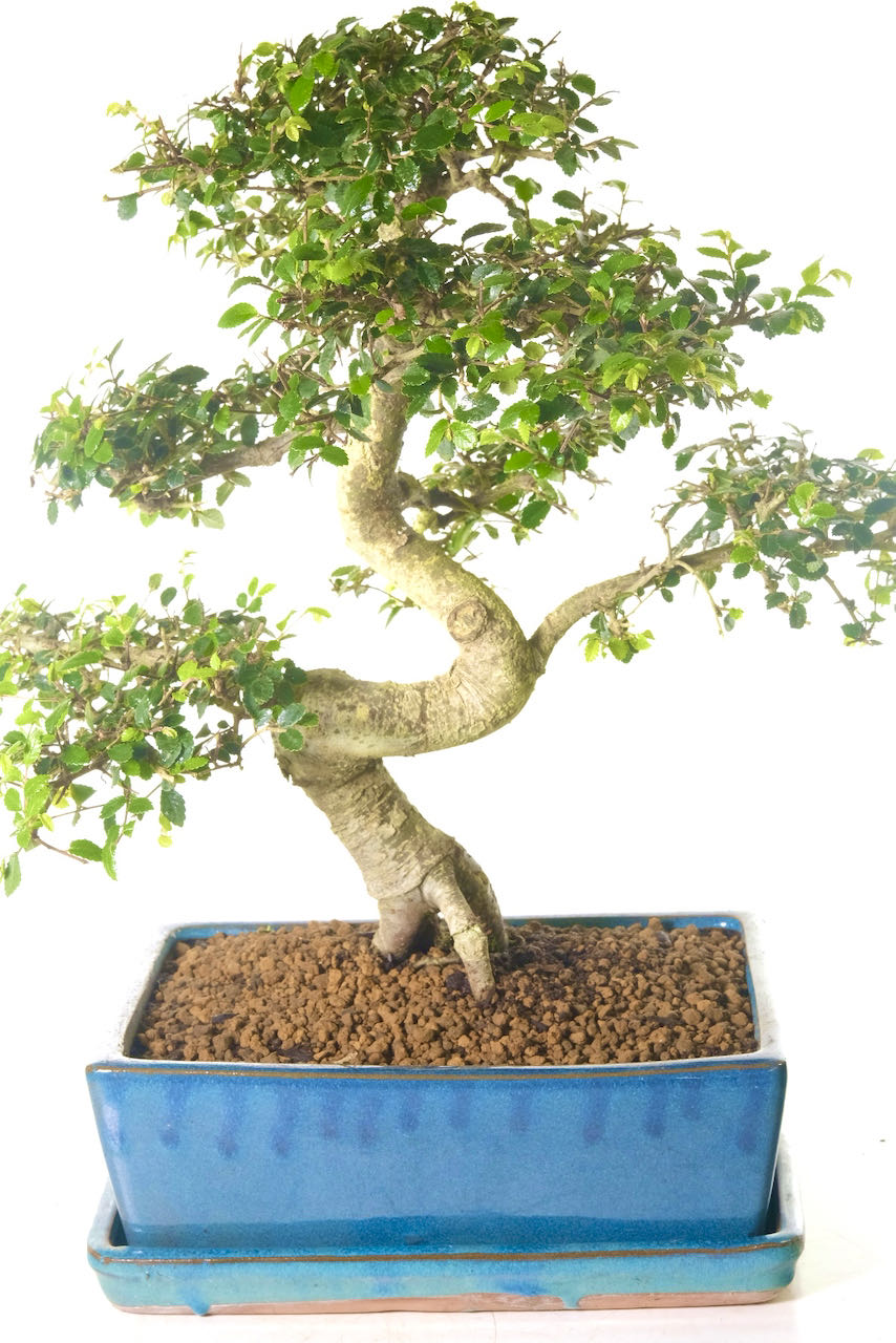 23 year old Mature Indoor Chinese Elm Bonsai Tree | Robust and Powerful Trunk